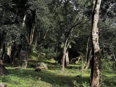 Tree Cabanas