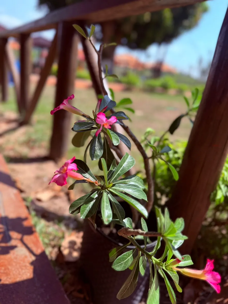Xingu Park Hotel