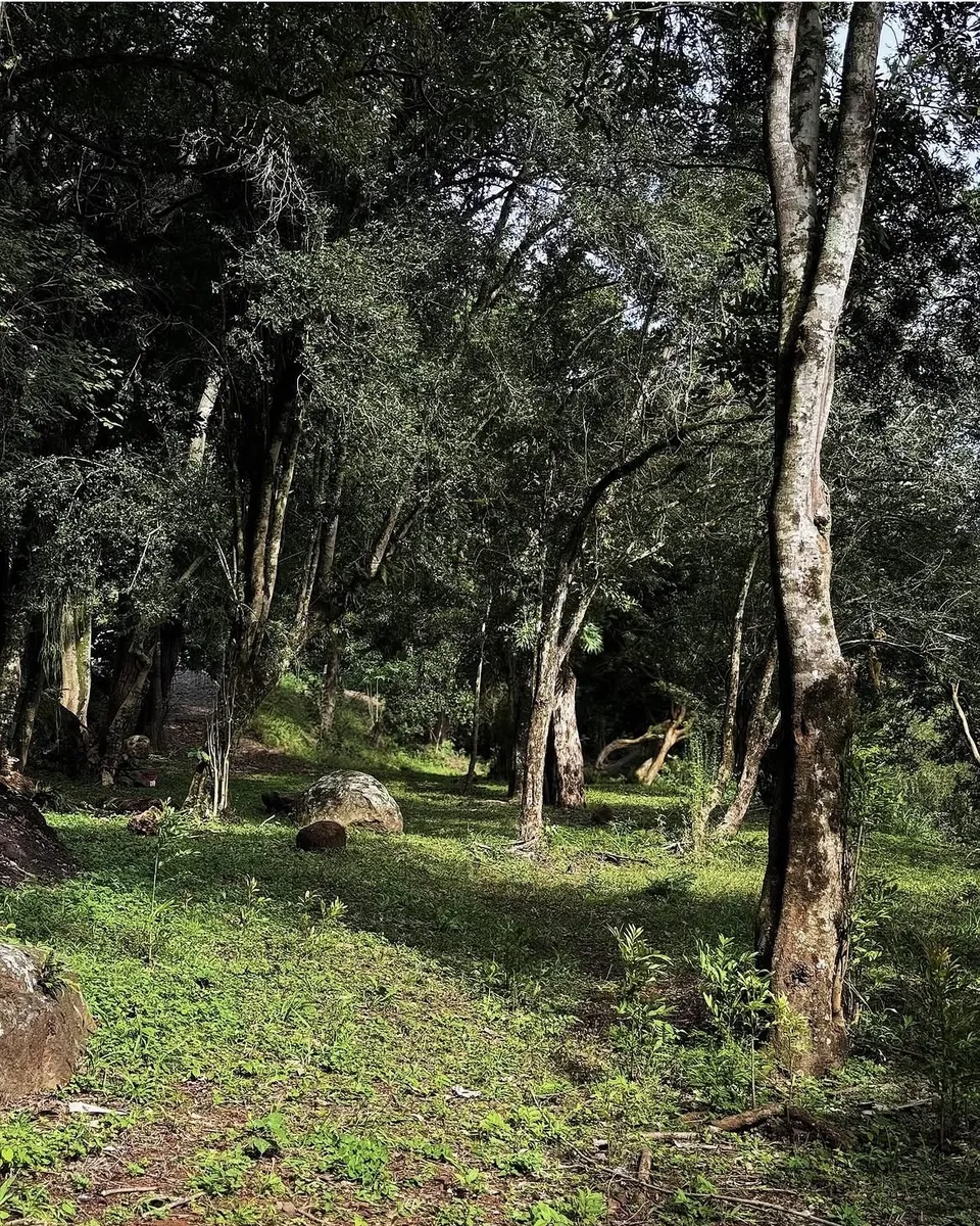 Tree Cabanas