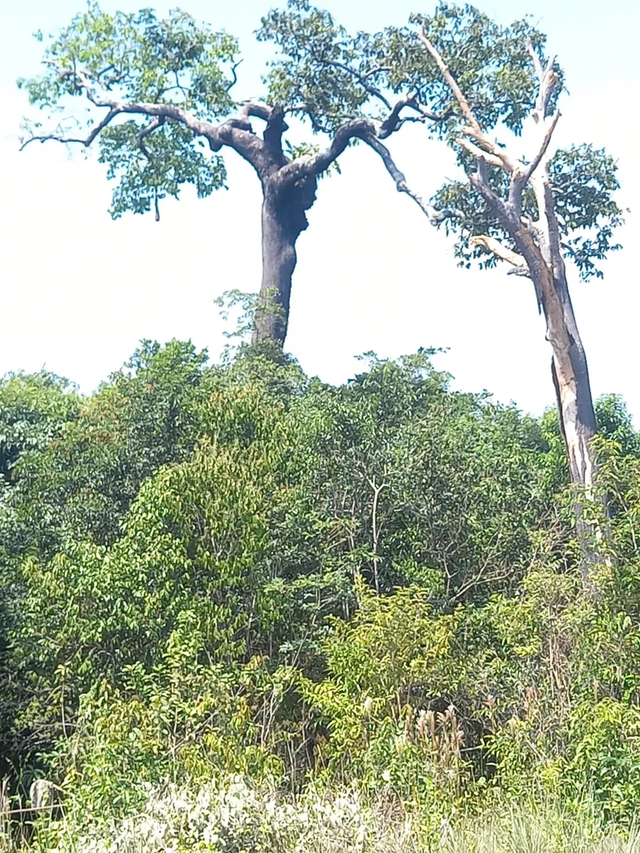 Canário Eco Lodge