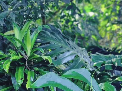 Pousada Jussara