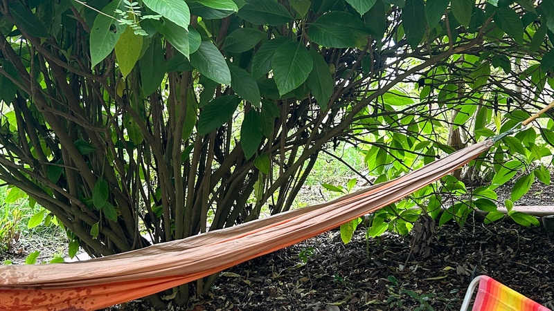 Suíte Família Jambo