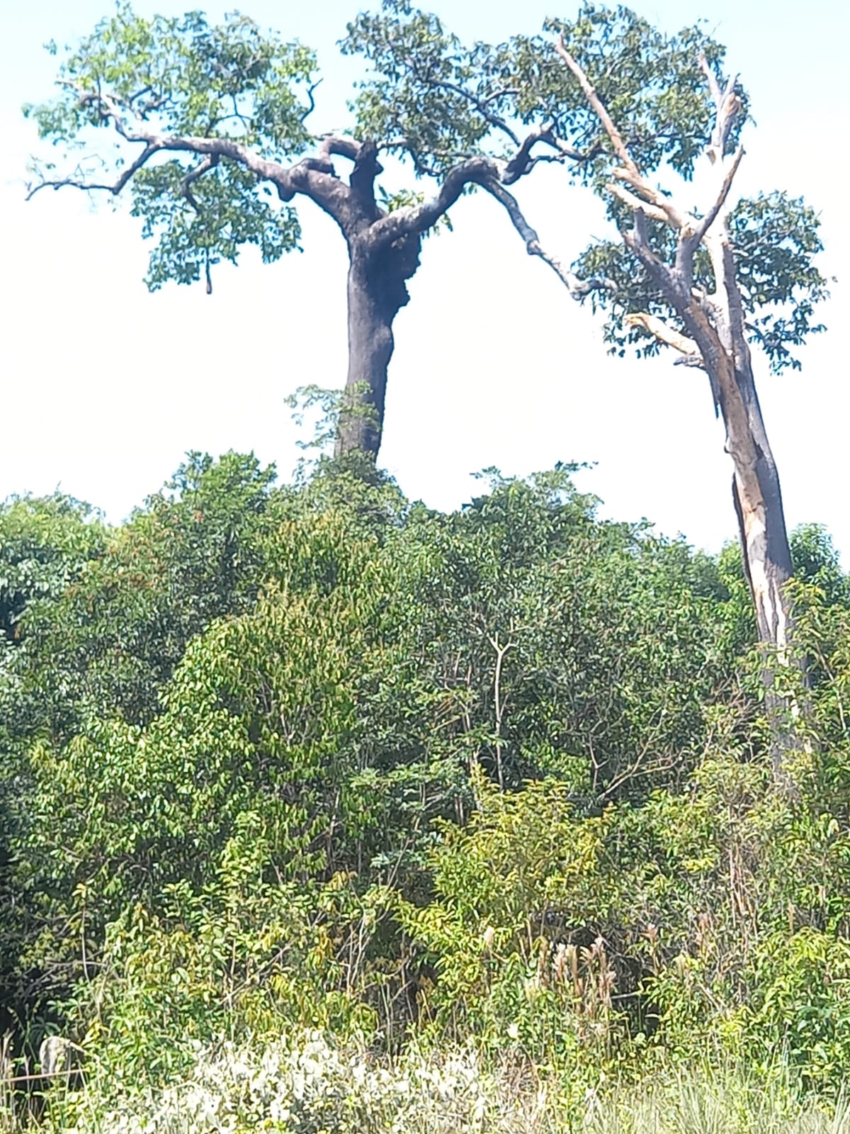 Canário Eco Lodge