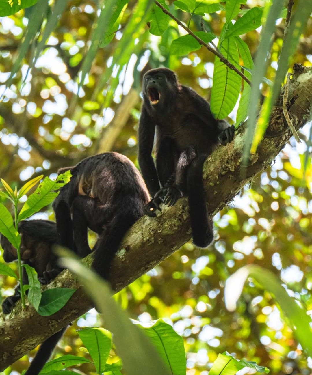 Canário Eco Lodge